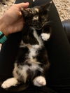 Cleo