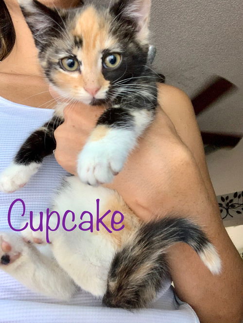 Cupcake