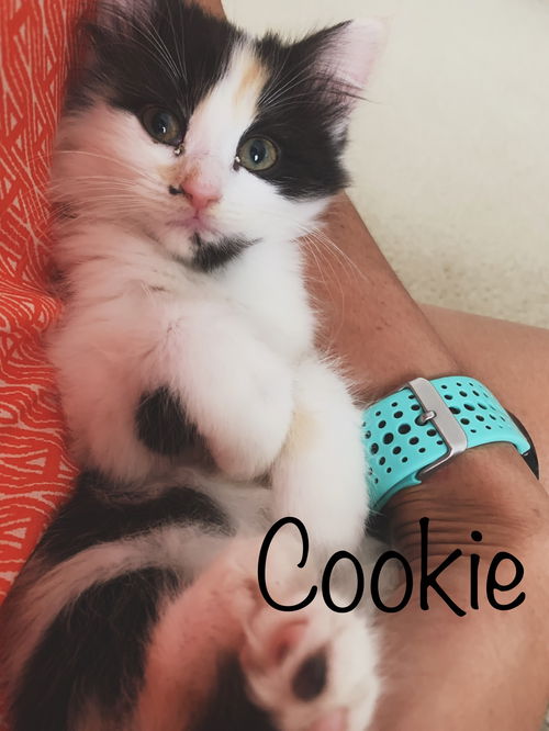 Cookie