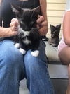 Oreo