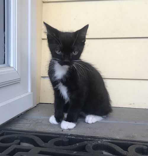 Oreo