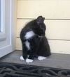 Oreo