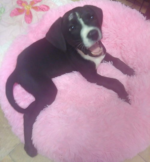 Bailey