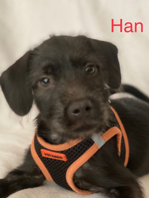Han
