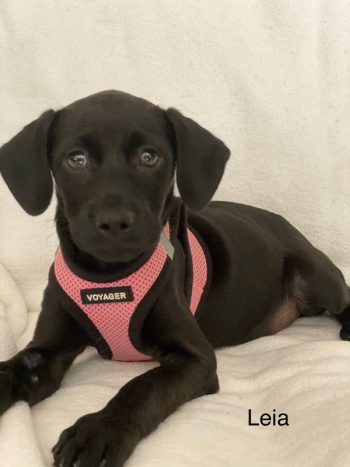 Leila