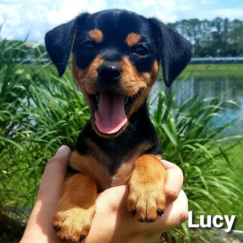 Lucy