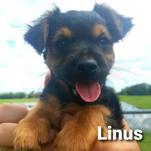 Linus