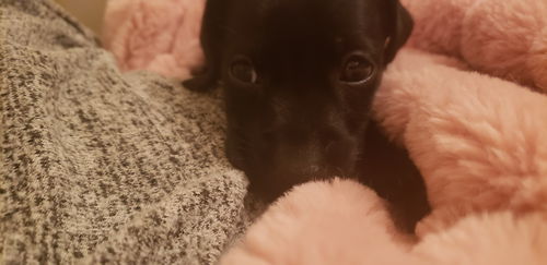 Tulip