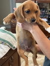 Athena
