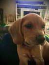 Athena
