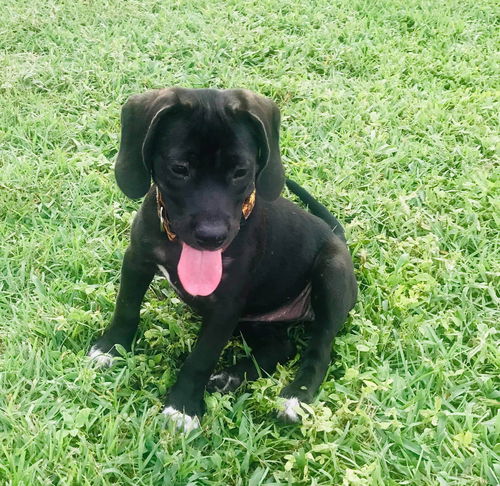 Artemis