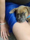 Darcy