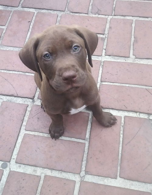 Oakley