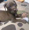 Ridge