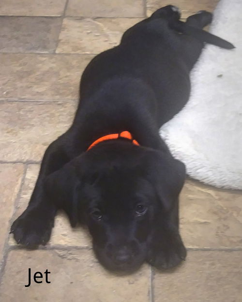 Jet