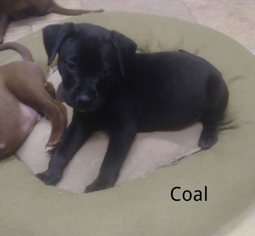 Coal