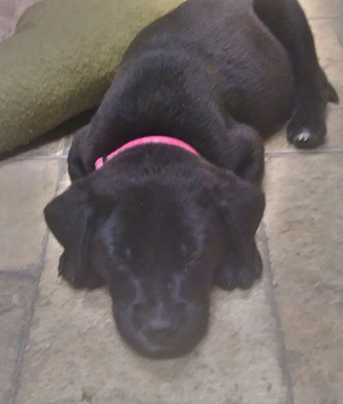 Pepper