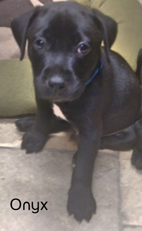 Onyx