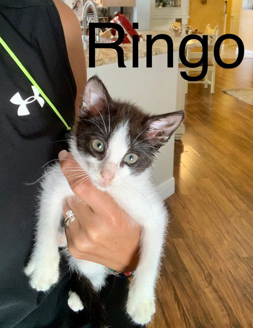 Ringo