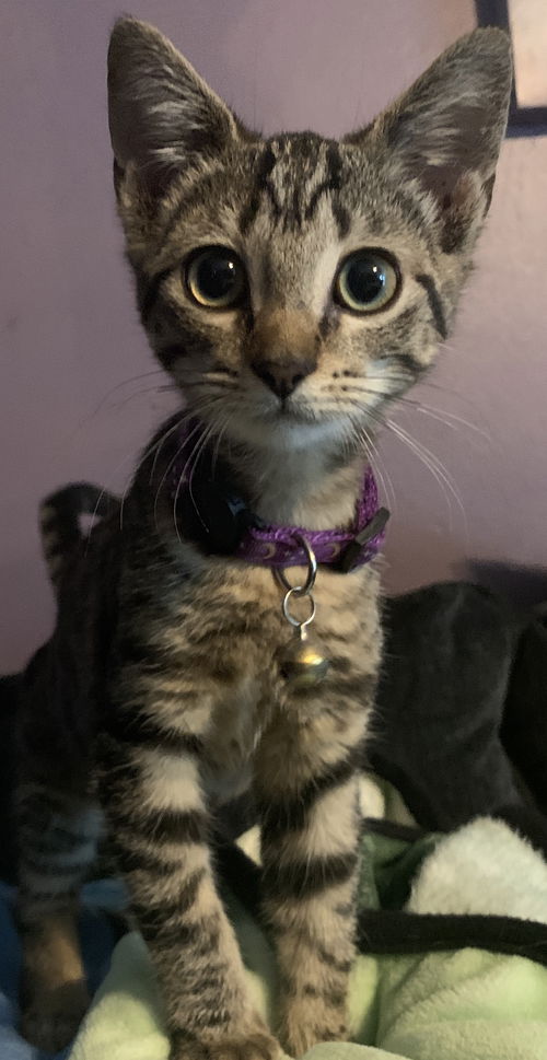 Pita