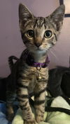 Pita