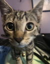 Pita
