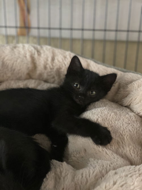 Salem