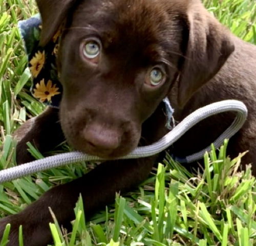 Sammy