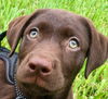 Sammy