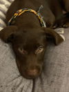 Sammy