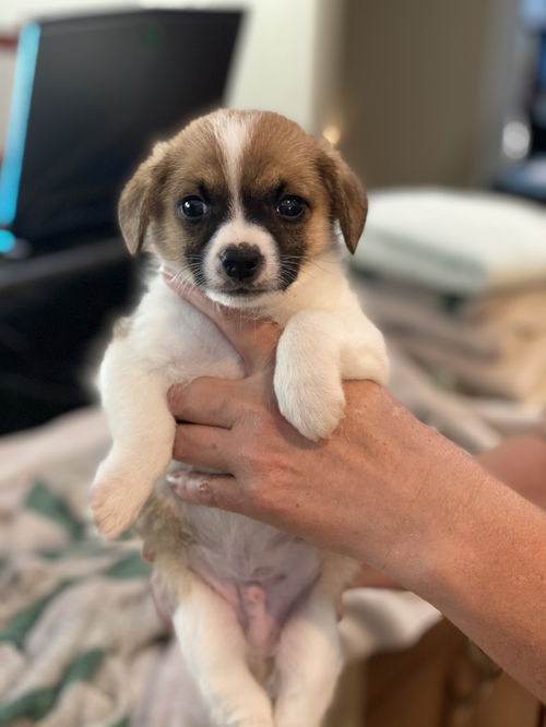 Bailey Bud