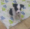 Arlin