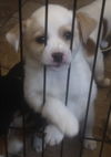 Casper