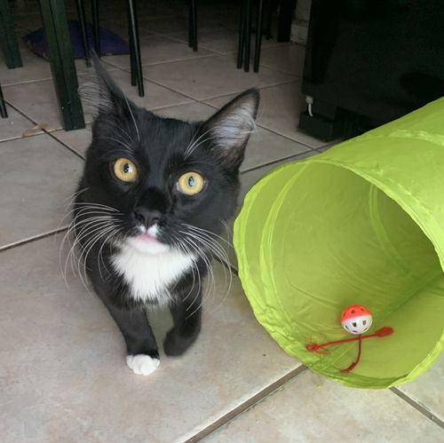 Bagel the kitty