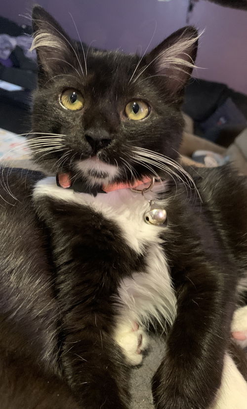 Lil'Beard