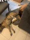 Foxtrot
