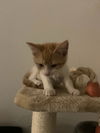 Foxtrot