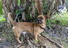 Tucker