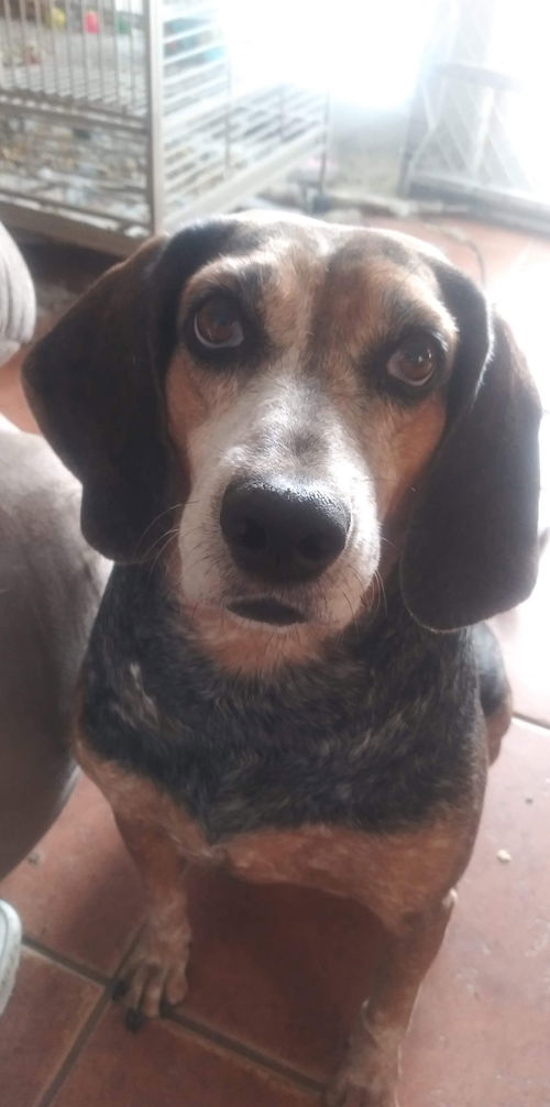 Diva