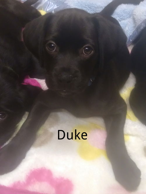 Duke