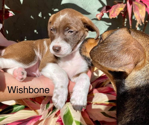 Wishbone