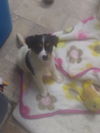Gryffin