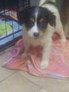 Gryffin