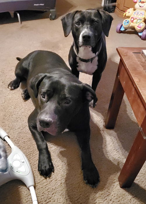 Ruger