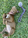Nova