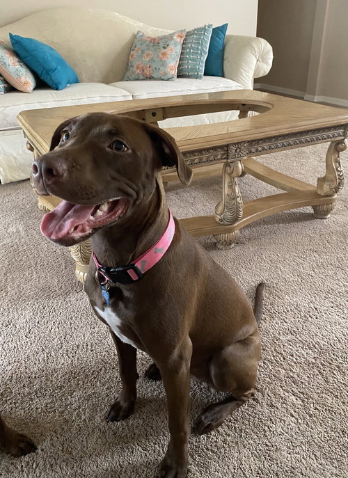 Nova