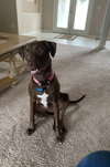 Nova