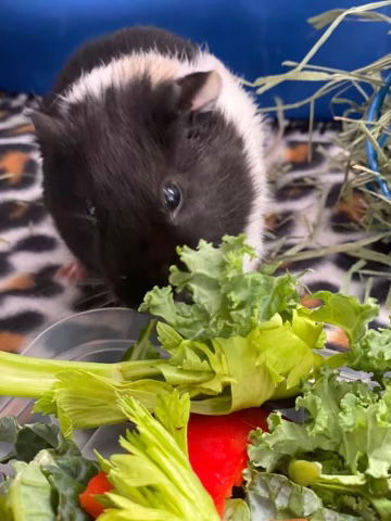 Oreo