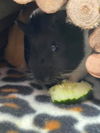 Oreo