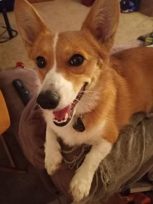 Pretzel